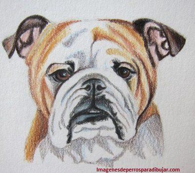 dibujos coloreados de perros dibujados