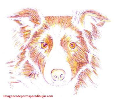 dibujos coloreados de perros imprimir