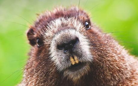 Ubuntu 18.04 Bionic Beaver