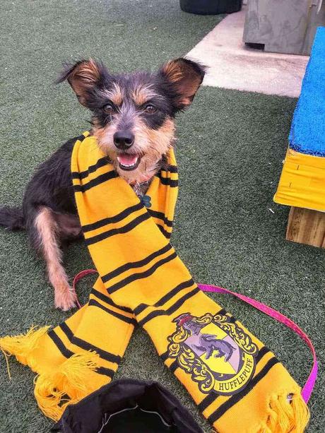 Este refugio de animales utiliza el universo de Harry Potter para conseguir más adopciones