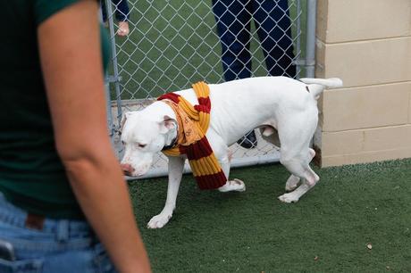 Este refugio de animales utiliza el universo de Harry Potter para conseguir más adopciones