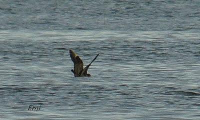 ¡OS JURO QUE LO VI!