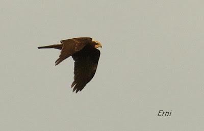 ¡OS JURO QUE LO VI!