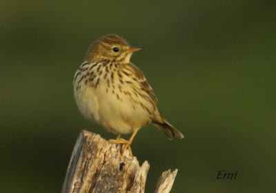 ¡OS JURO QUE LO VI!