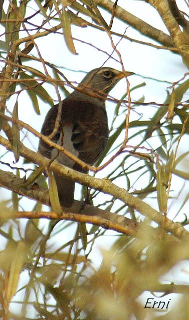 ¡OS JURO QUE LO VI!