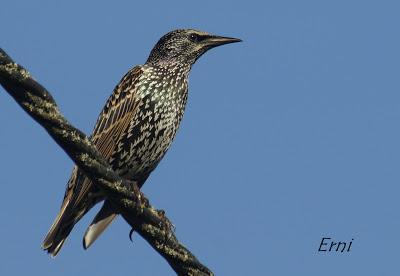 ¡OS JURO QUE LO VI!