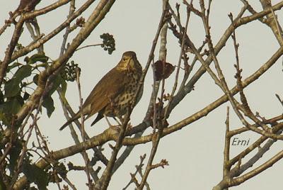 ¡OS JURO QUE LO VI!