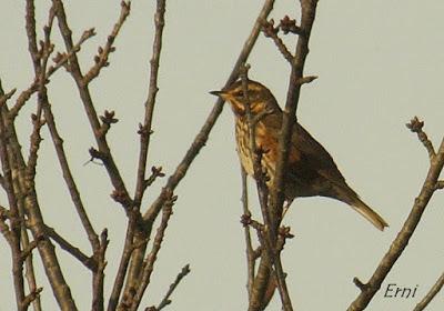 ¡OS JURO QUE LO VI!