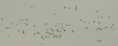 ¡OS JURO QUE LO VI!