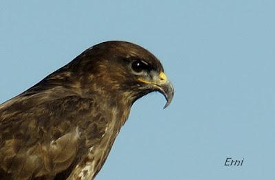 ¡OS JURO QUE LO VI!