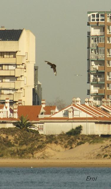 ¡OS JURO QUE LO VI!