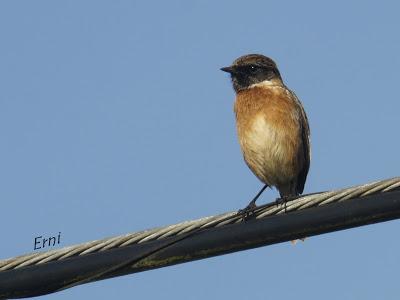 ¡OS JURO QUE LO VI!