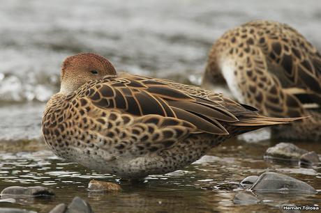 Maiceros en el Lácar