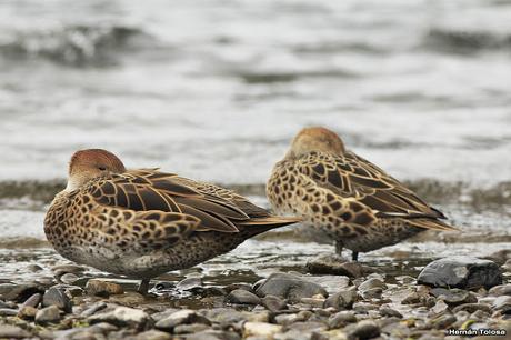 Maiceros en el Lácar