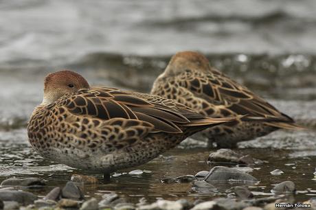 Maiceros en el Lácar