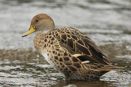 Maiceros en el Lácar