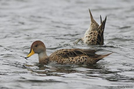 Maiceros en el Lácar