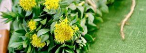 Una solución para la libido debilitada: ¿podría Rhodiola rosea tratar su disfunción eréctil?