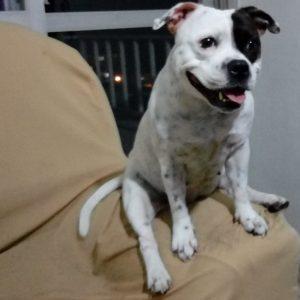 Staffordshire Bull Terrier, una raza cautivadora! Staffordshire Bull Terrier, una raza cautivadora!