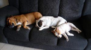 Staffordshire Bull Terrier, una raza cautivadora! Staffordshire Bull Terrier, una raza cautivadora!