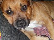 Staffordshire Bull Terrier, raza cautivadora!