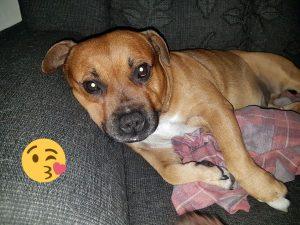 Staffordshire Bull Terrier, una raza cautivadora! Staffordshire Bull Terrier, una raza cautivadora!