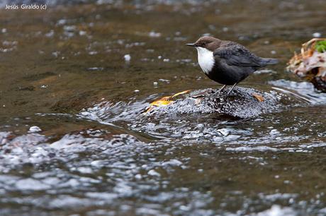 MIRLO ACUÁTICO (Cinclus cinclus)