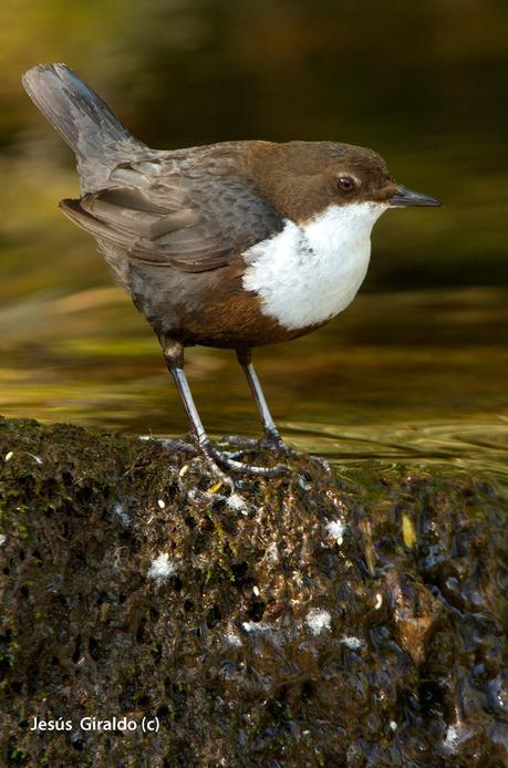 MIRLO ACUÁTICO (Cinclus cinclus)