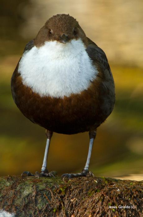 MIRLO ACUÁTICO (Cinclus cinclus)