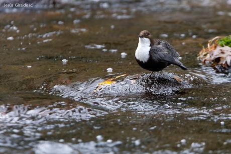 MIRLO ACUÁTICO (Cinclus cinclus)