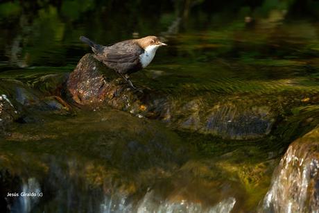 MIRLO ACUÁTICO (Cinclus cinclus)