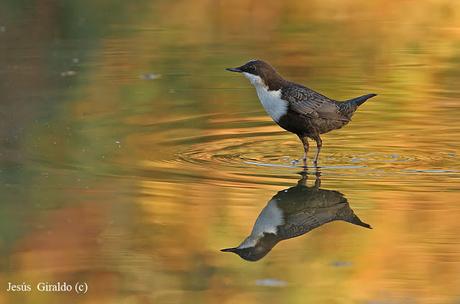 MIRLO ACUÁTICO (Cinclus cinclus)