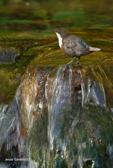 MIRLO ACUÁTICO (Cinclus cinclus)