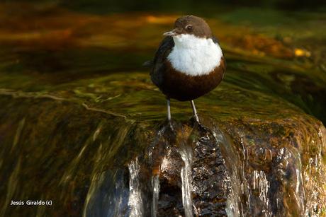 MIRLO ACUÁTICO (Cinclus cinclus)