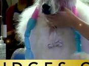 Barcelona acoge primer Campeonato internacional Peluquería Canina Grand Slam Artero