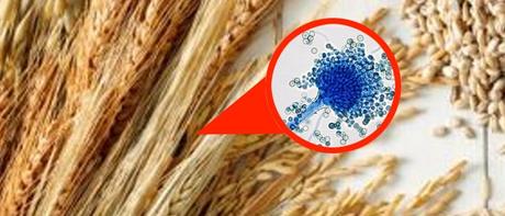 ¿Es peligroso el moho para la salud? ¿Es peligroso el moho para la salud?