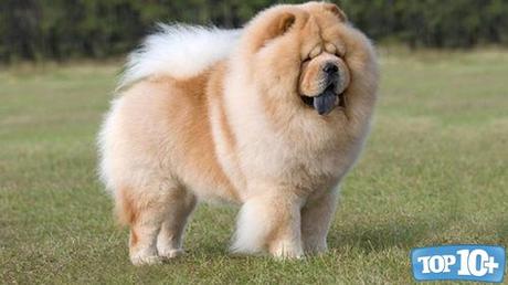 Chow Chow-entre-los-perros-con-las-mordidas-mas-fuertes-del-mundo