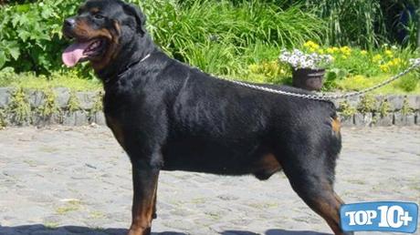 Rottweiler-entre-los-perros-con-las-mordidas-mas-fuertes-del-mundo