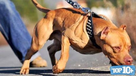 Pit Bull-entre-los-perros-con-las-mordidas-mas-fuertes-del-mundo