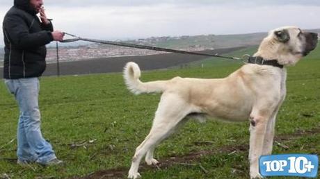  Kangal-entre-los-perros-con-las-mordidas-mas-fuertes-del-mundo