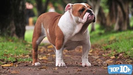 Bulldog-entre-los-perros-con-las-mordidas-mas-fuertes-del-mundo