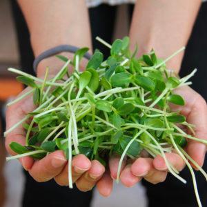 Cómo hacer germinados en casa