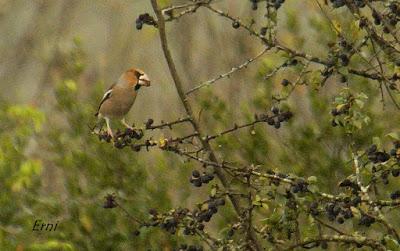 Y AL TERCER DÍA DIO LA CARA