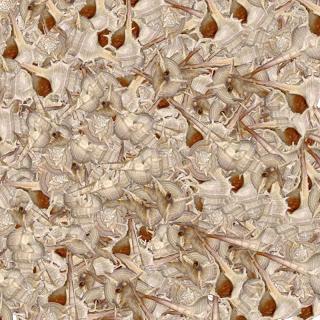 MIles de conchas de múrex