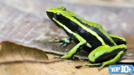 Dendrobates truncatus-entre-las-especies-de-sapos-mas-venenosos-del-mundo