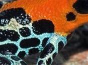 Especies Sapos venenosas mundo.