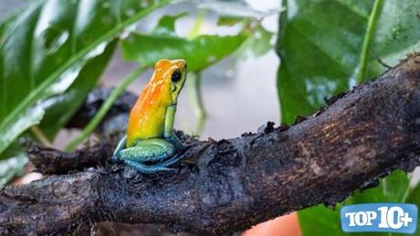 Phyllobates bicolor-entre-las-especies-de-sapos-mas-venenosos-del-mundo