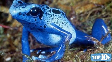 Dendrobates azureus-entre-las-especies-de-sapos-mas-venenosos-del-mundo