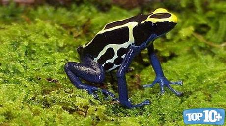 Dendrobates tinctorius-entre-las-especies-de-sapos-mas-venenosos-del-mundo