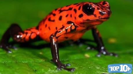 Oophaga pumilio-entre-las-especies-de-sapos-mas-venenosos-del-mundo